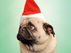 Pug Dog with Santa hat. copyright 2005 Bill Frymire