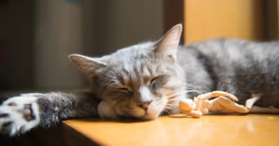 Symptoms Of Mental Fatigue And How To Prevent Tiredness